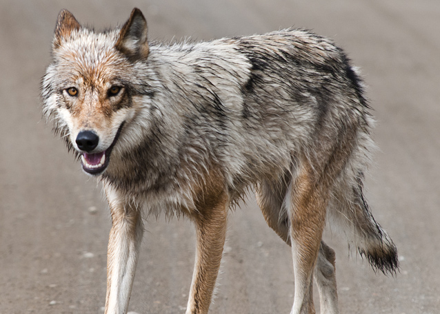 MAPS Class Explores the Colorado Wolf and Wildlife Center
