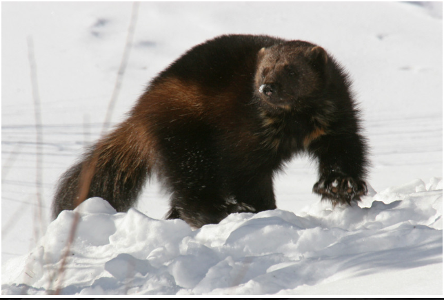 A wolverine wanders around in the snow most likely trying to find food or guarding his territory. Female wolverines' territories can get to 230 square miles, while males can get around 380 square miles. Wolverines can smell a carcass under 20 feet of snow.