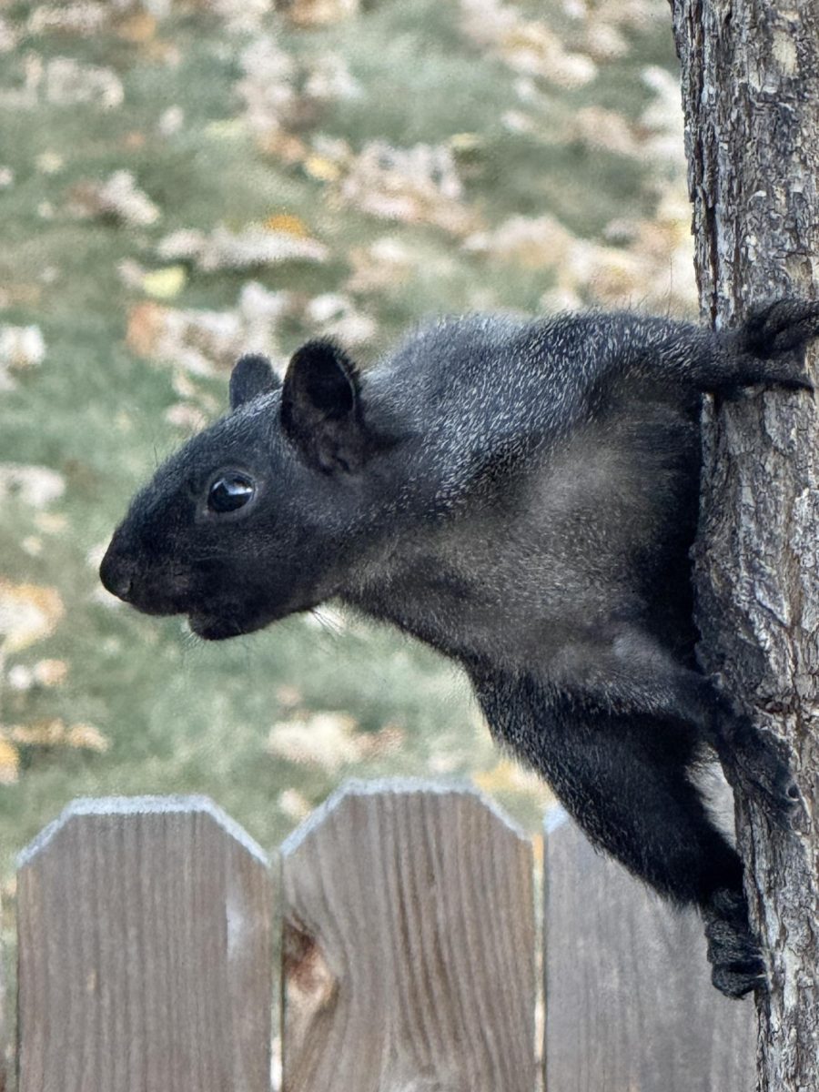A Eastern grey squirrel, Sciurus carolinensis, with meninism hangs on the side of a tree on watch for any possible predators.